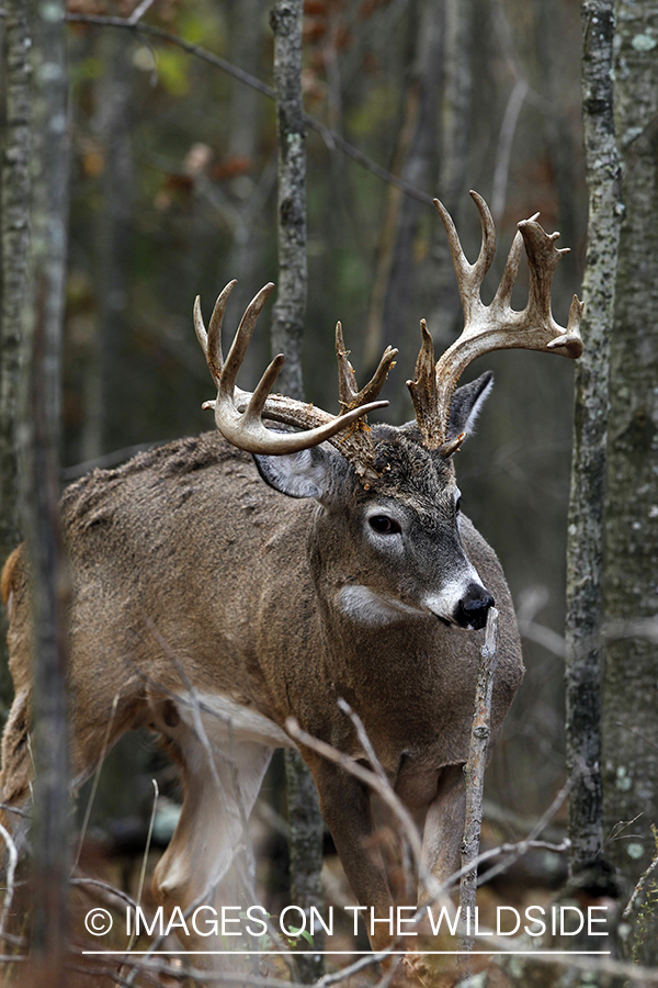 White-tailed buck investigating tree branch. 