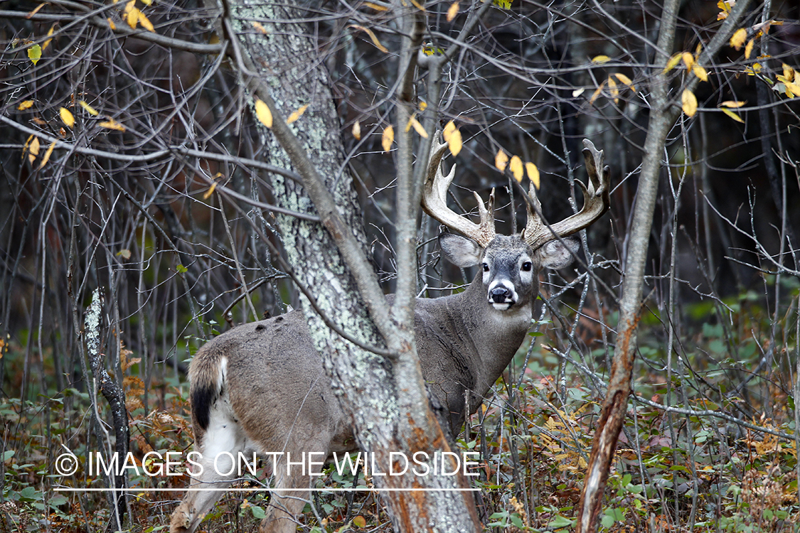 White-tailed buck in habitat. 