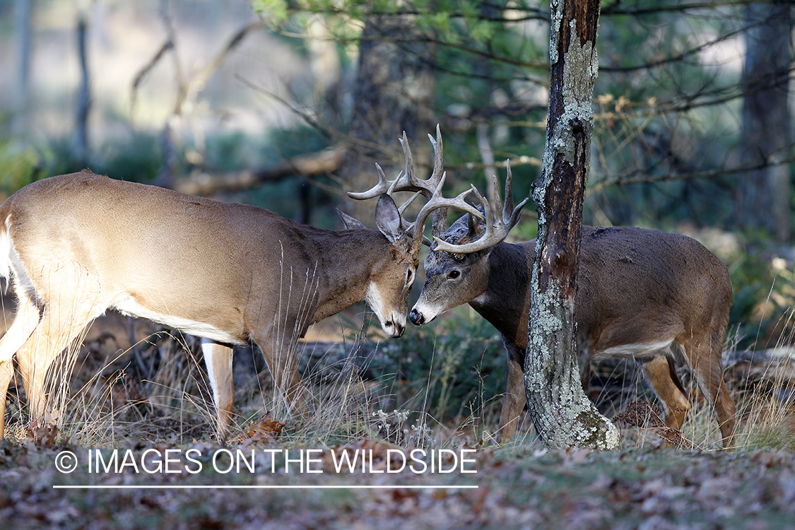 White-tailed bucks fighting.  