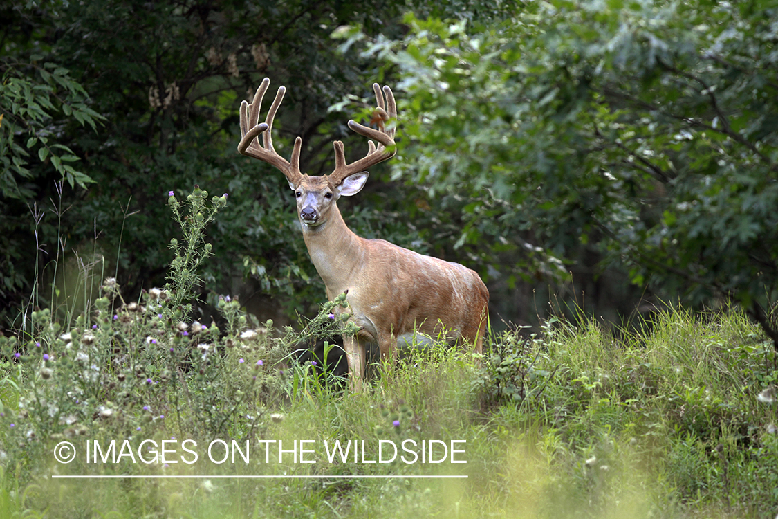 White-tailed buck in velvet.