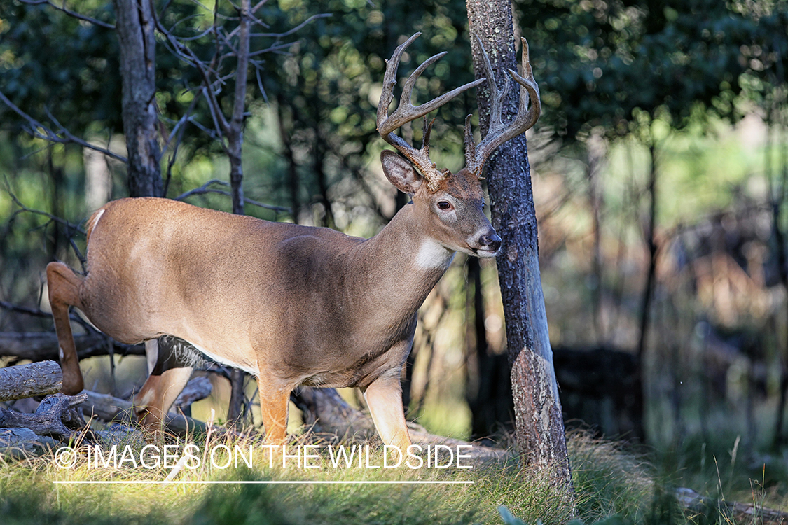 White-tailed buck in habitat.