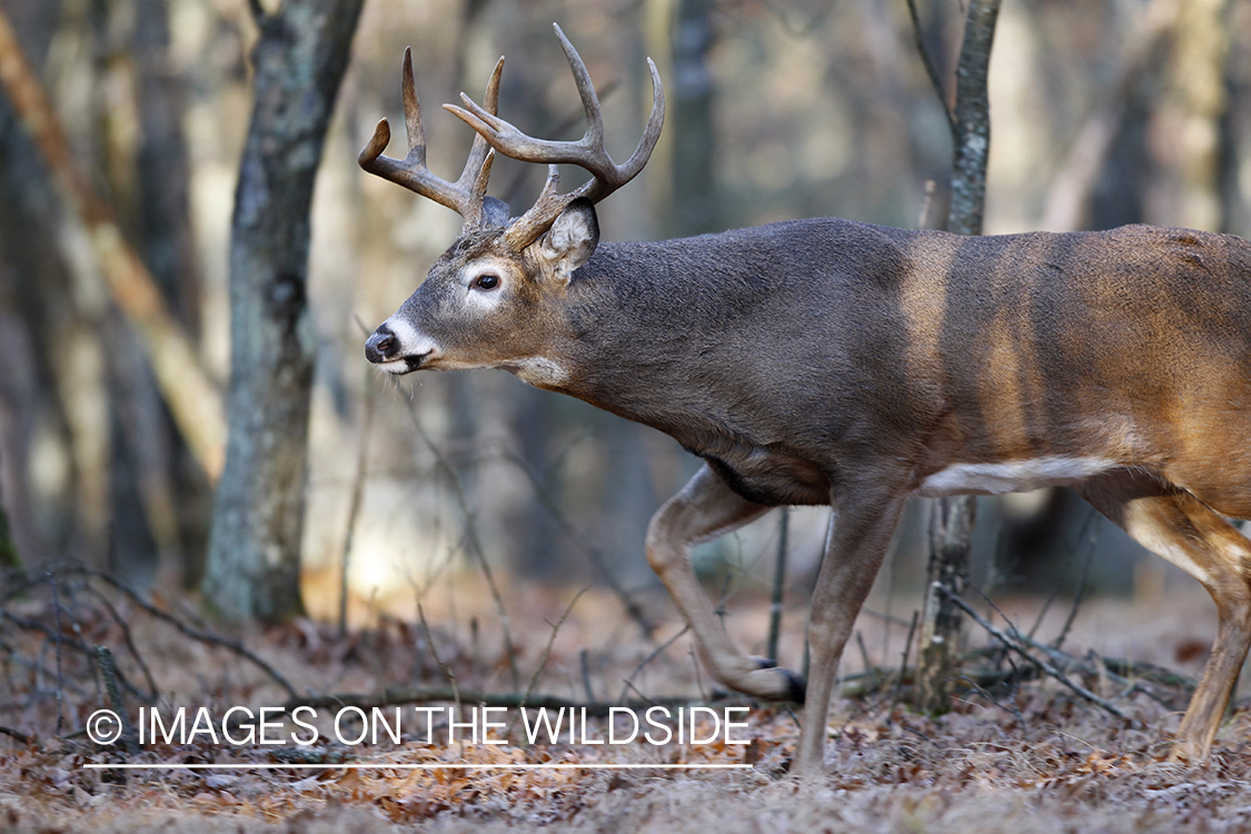 White-tailed buck in habitat.