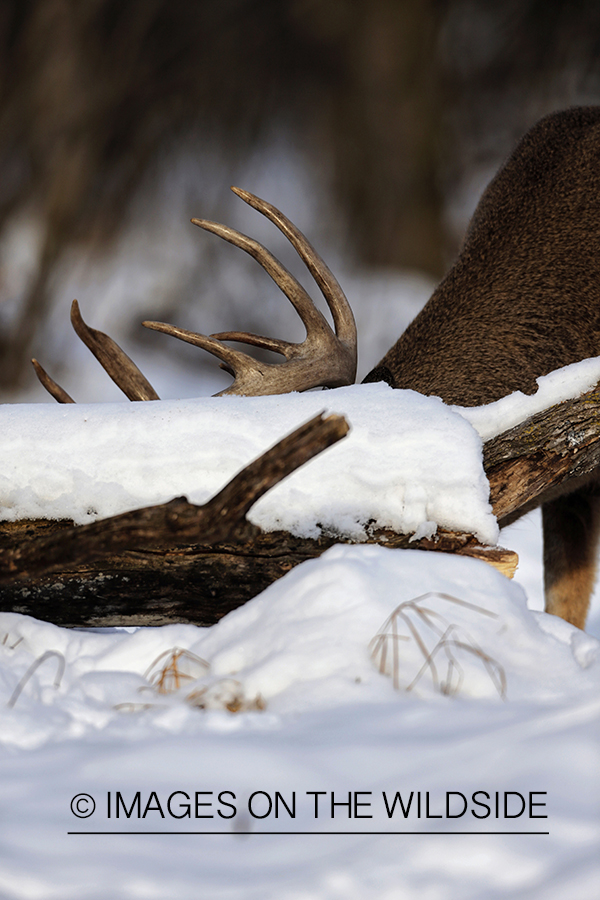 White-tailed buck in winter habitat.