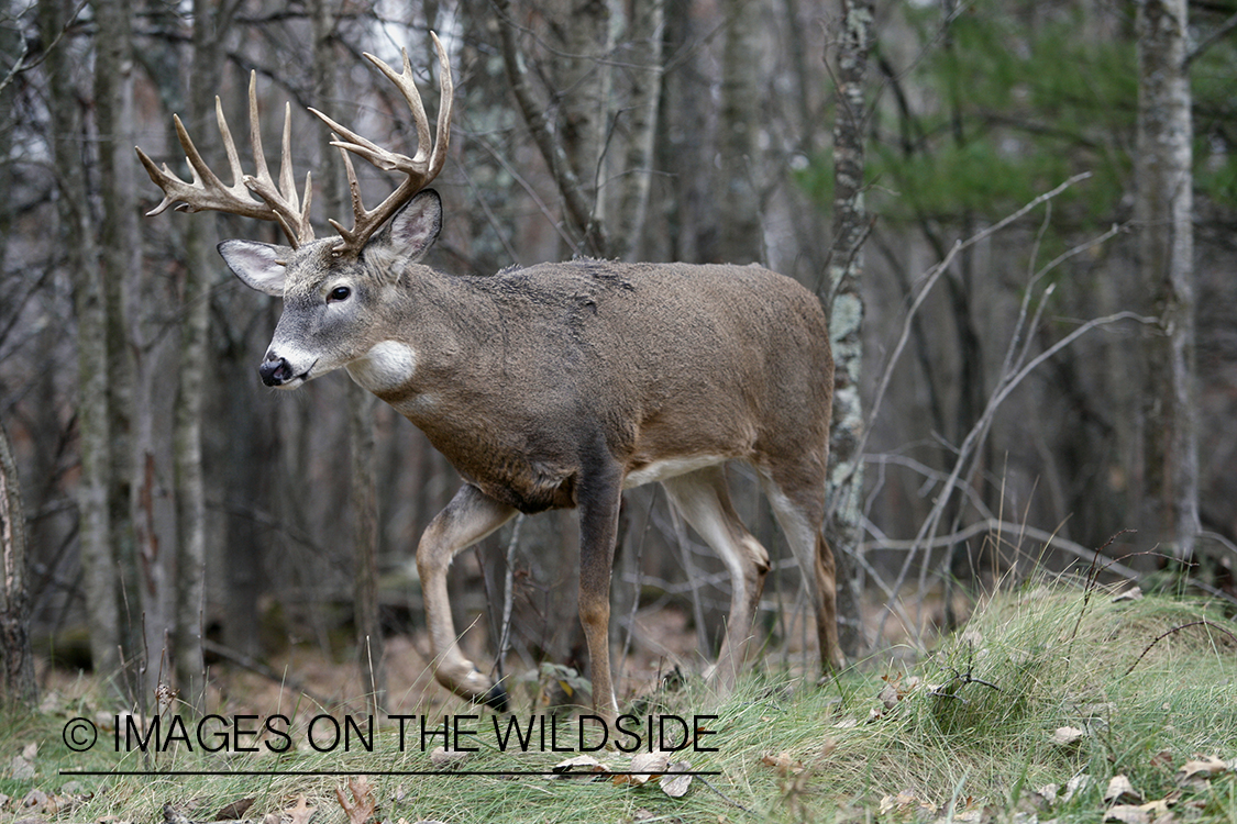 White-tailed buck in habitat.