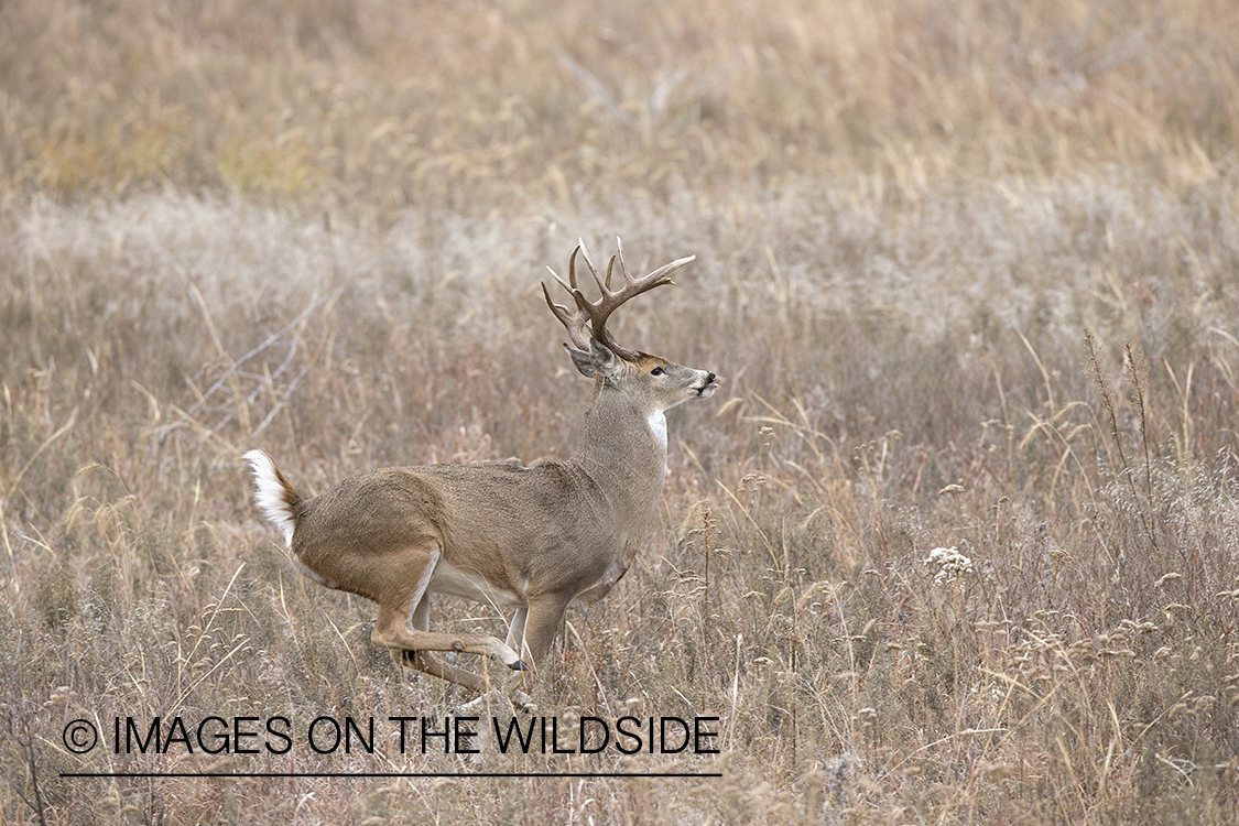 White-tailed buck running in habitat.