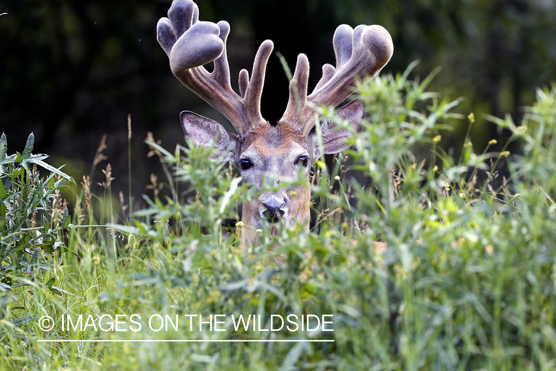 White-tailed buck in habitat.