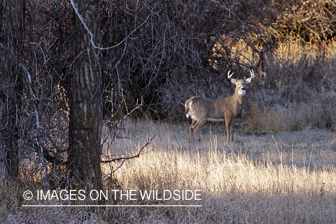 View of White-tailed buck in habitat from tree stand.