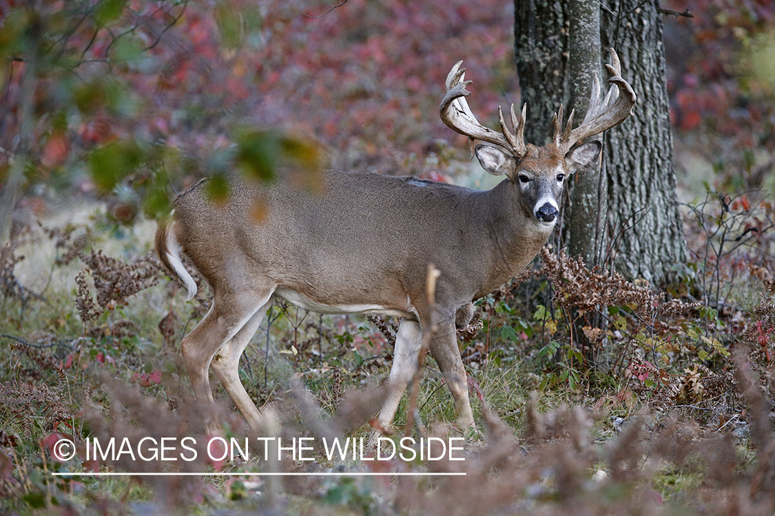 White-tailed buck in habitat.