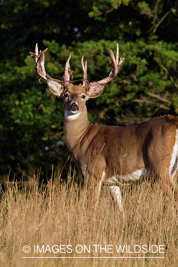 White-tailed buck shedding velvet.