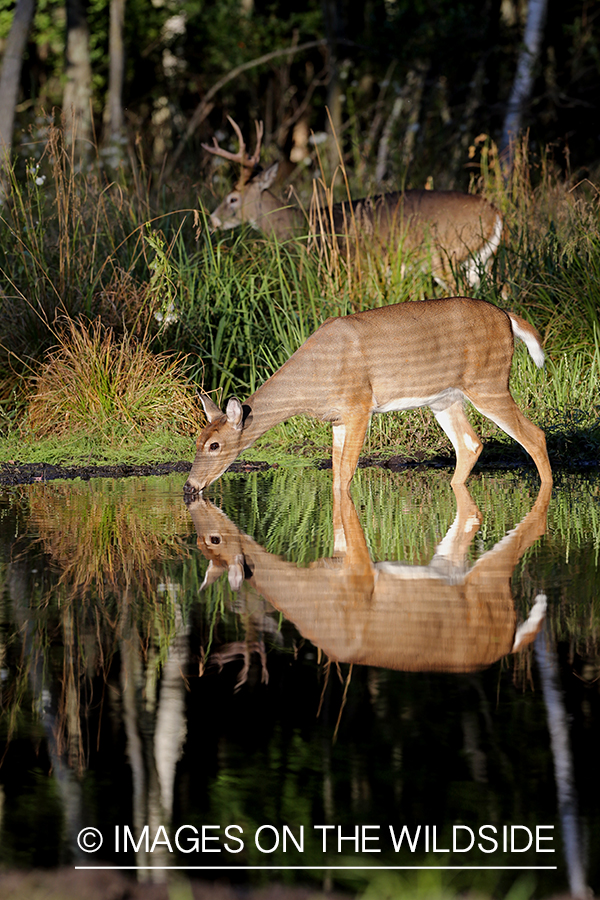 White-tailed doe with reflection.