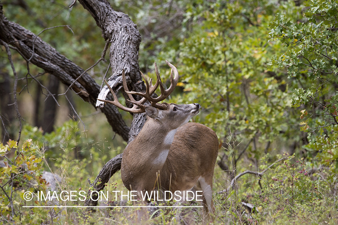 White-tailed buck sniffing air for doe scent during the rut.