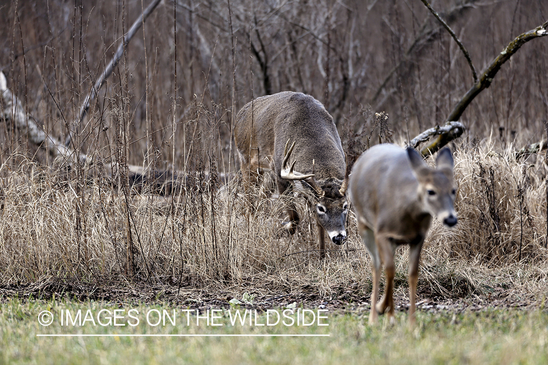 White-tailed buck approaching doe in the rut. 