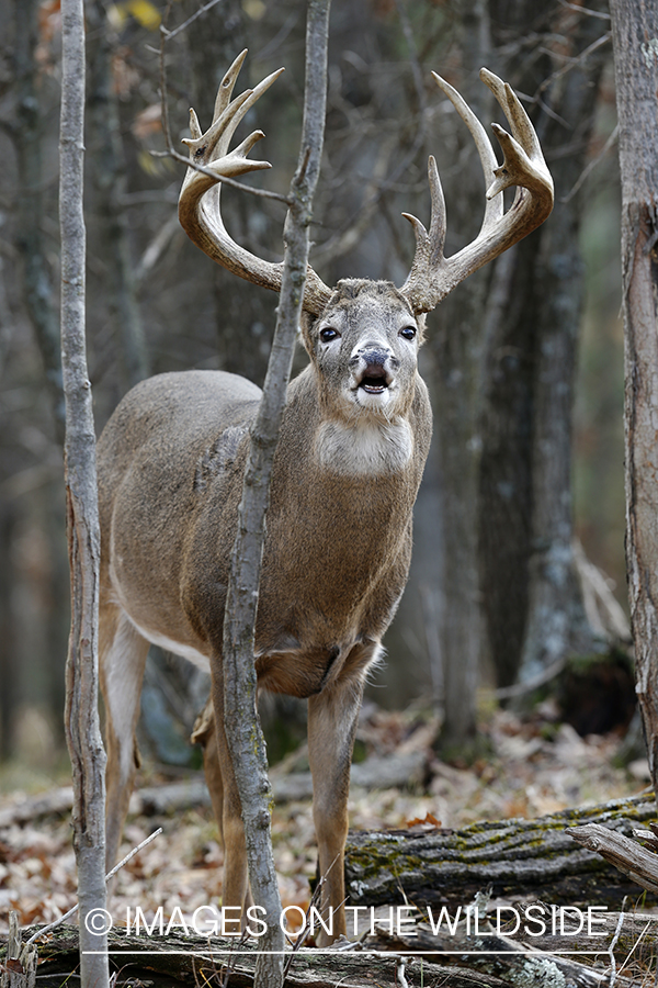 White-tailed buck lip curling.