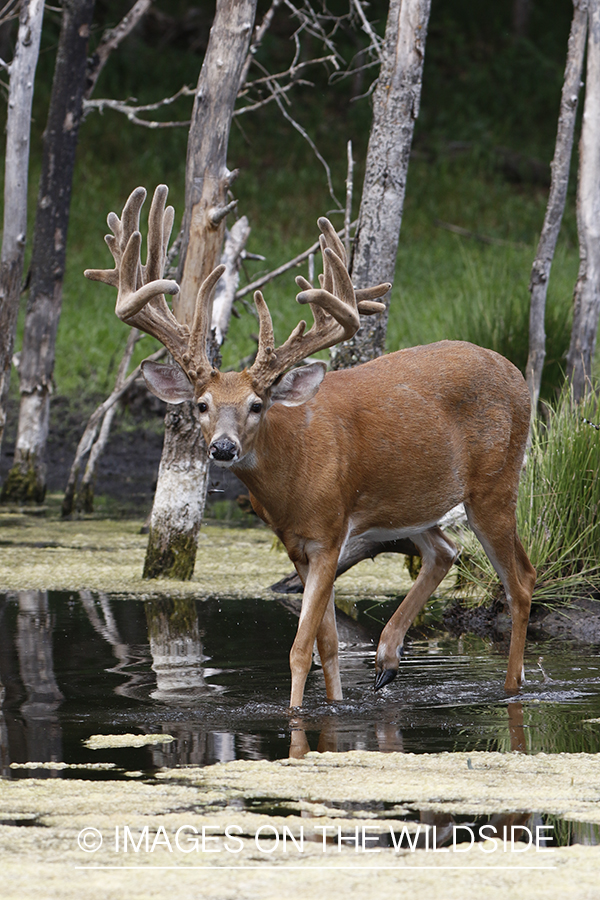 White-tailed Buck in Velvet in stream.