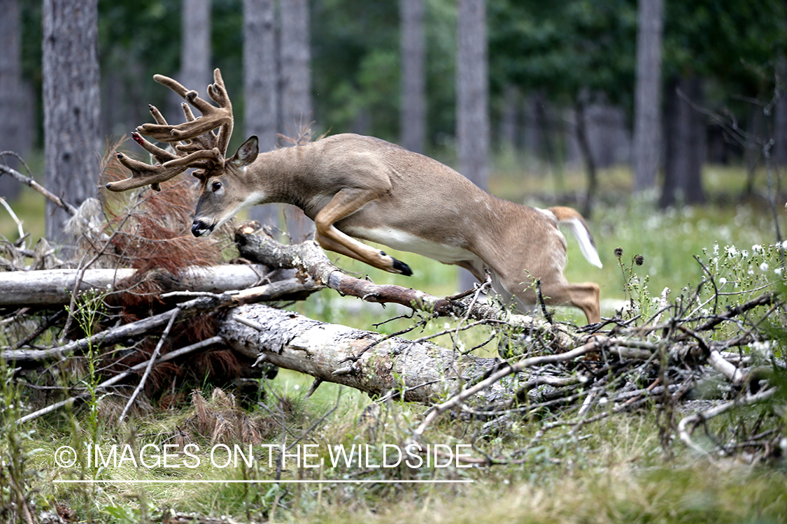 White-tailed buck jumping over log.