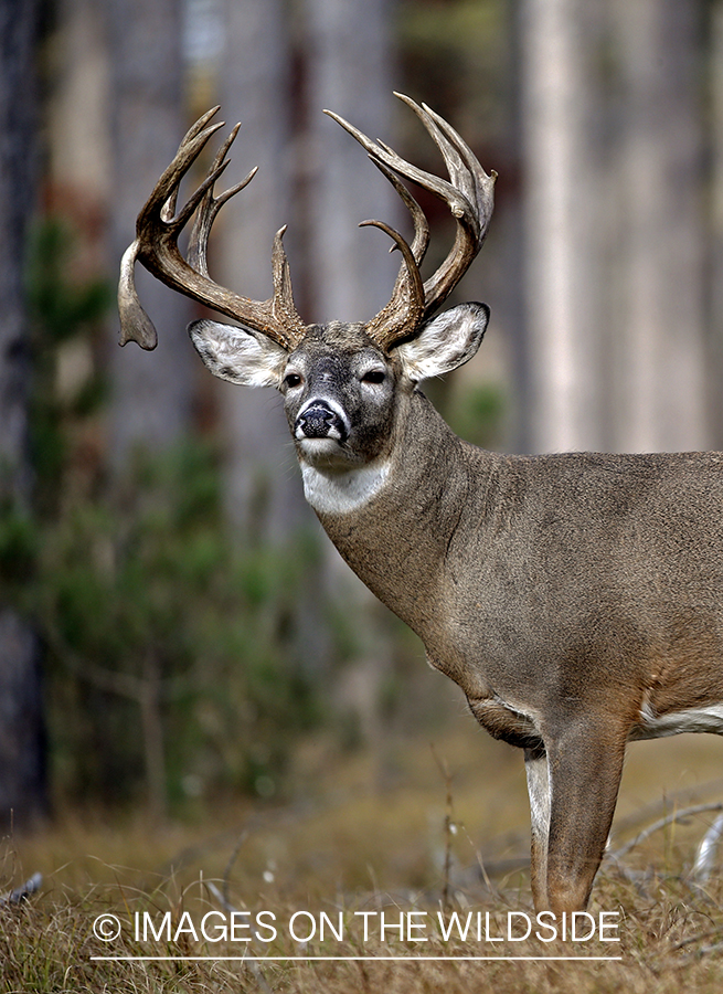 White-tailed buck in woods.