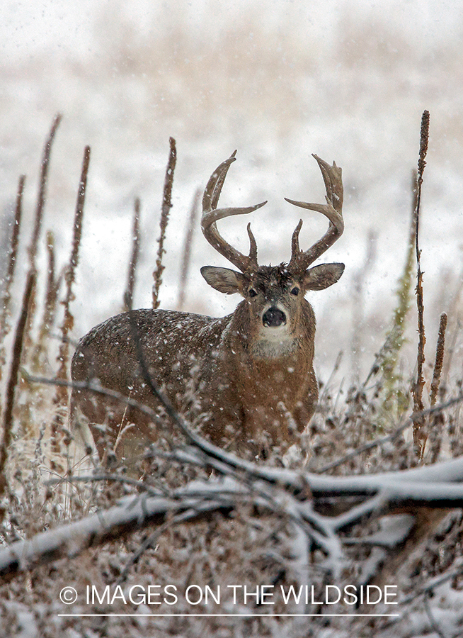 White-tailed buck in tree line.