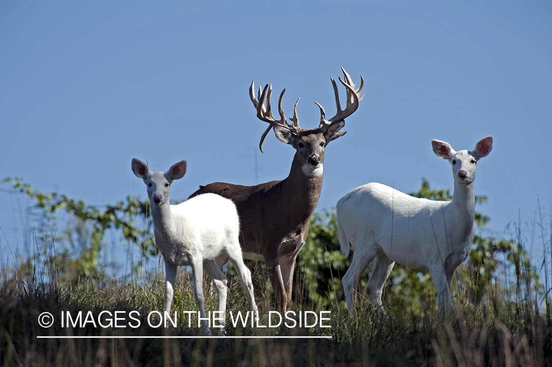 Albino white-tailed deer in habitat.