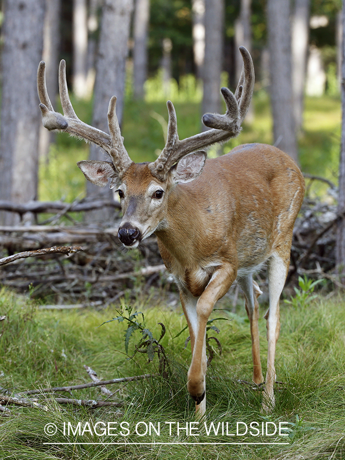 White-tailed buck in velvet.