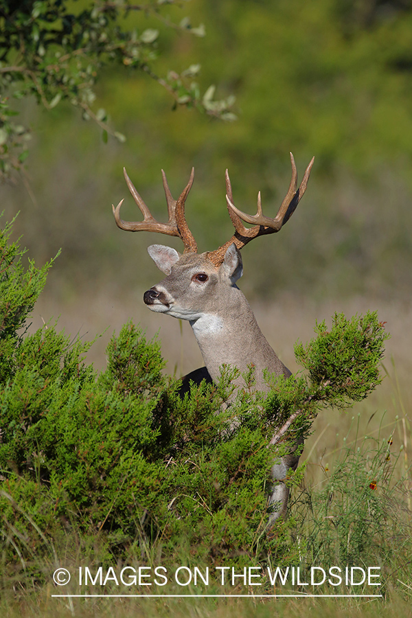 White-tailed deer.