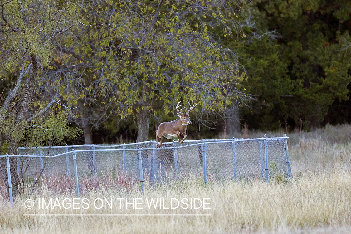 White-tailed buck jumping.