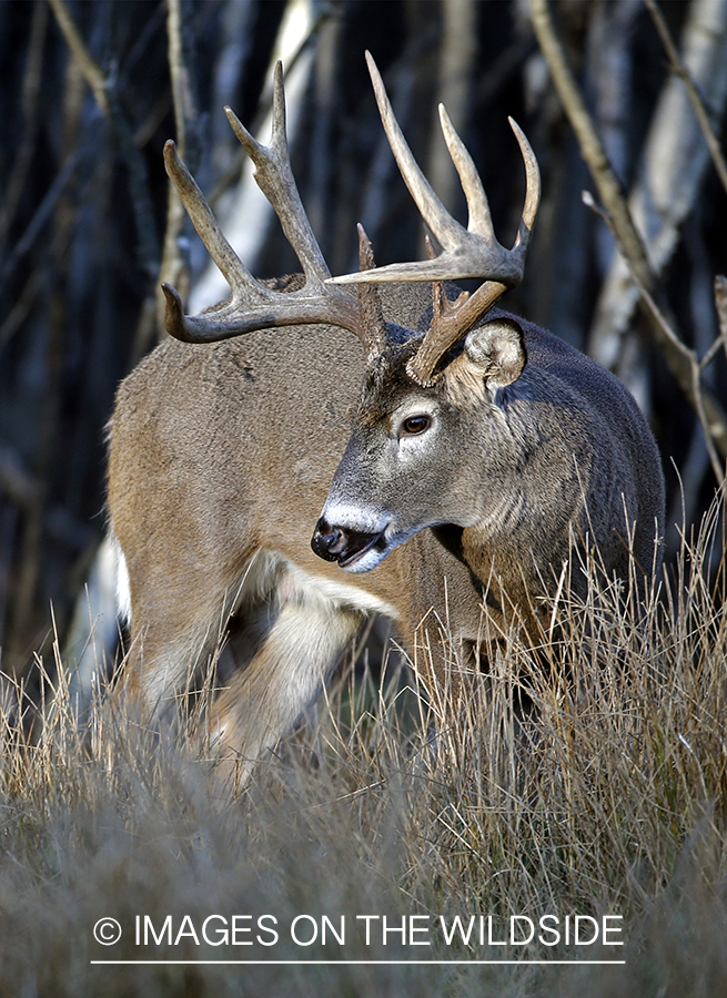 White-tailed buck in trees.