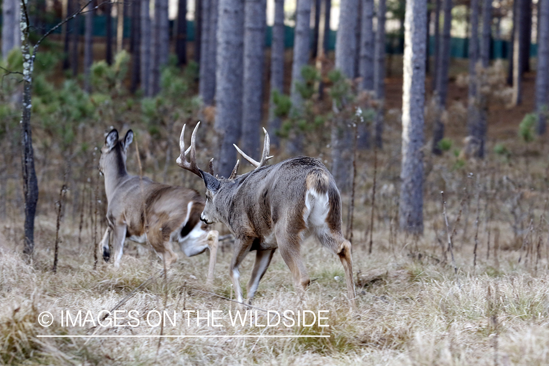 White-tailed buck chasing doe.