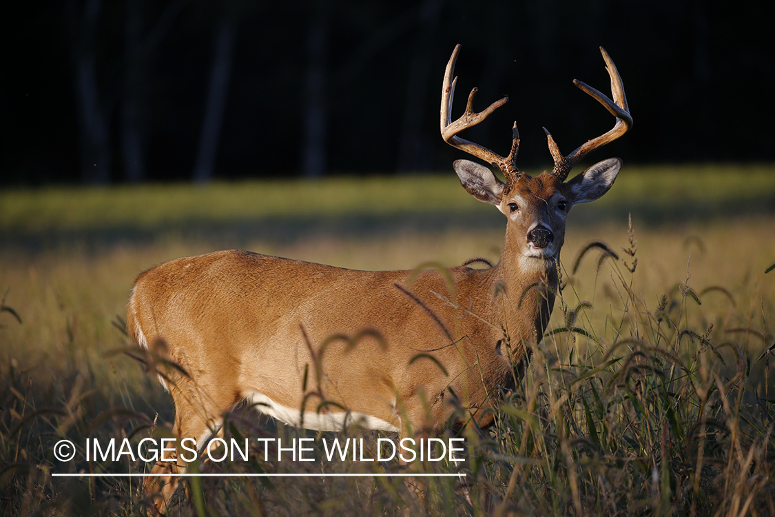 White-tailed buck in the rut.