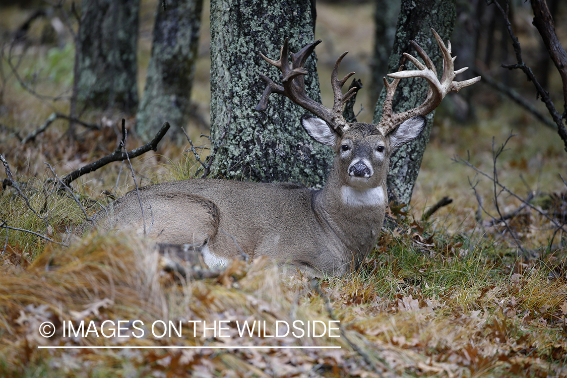 White-tailed buck bedded under tree.