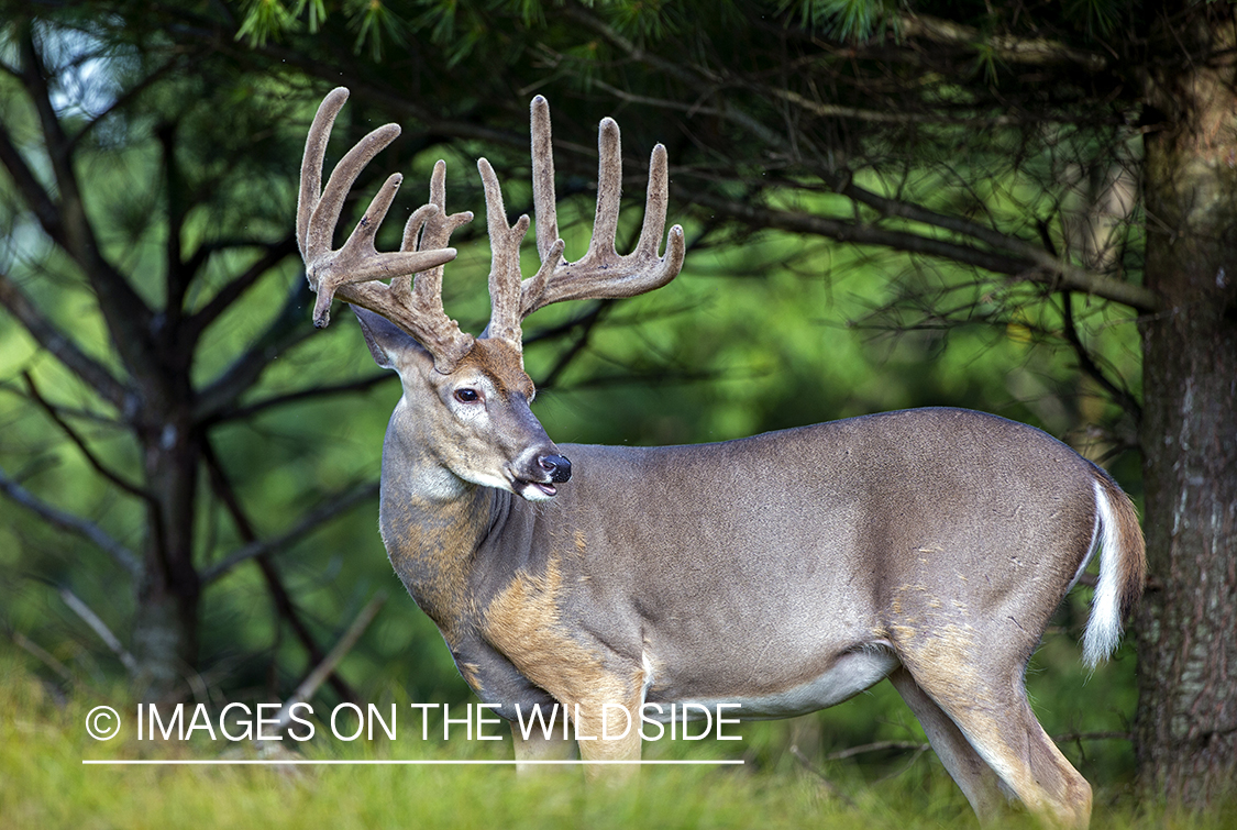 White-tailed buck in Velvet.