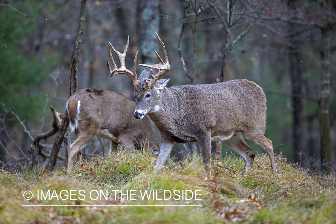 White-tailed buck with doe.