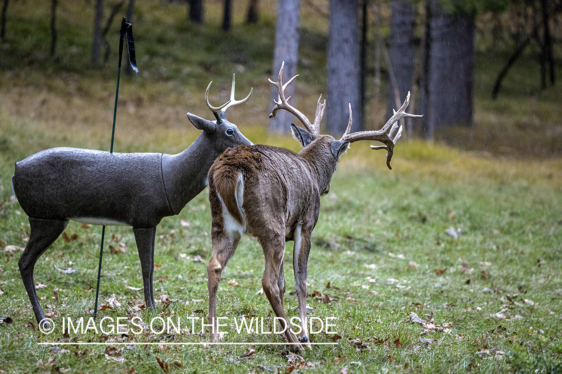 White-tailed buck approaching decoy.