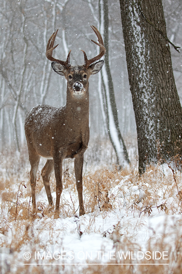 White-tailed buck in habitat.