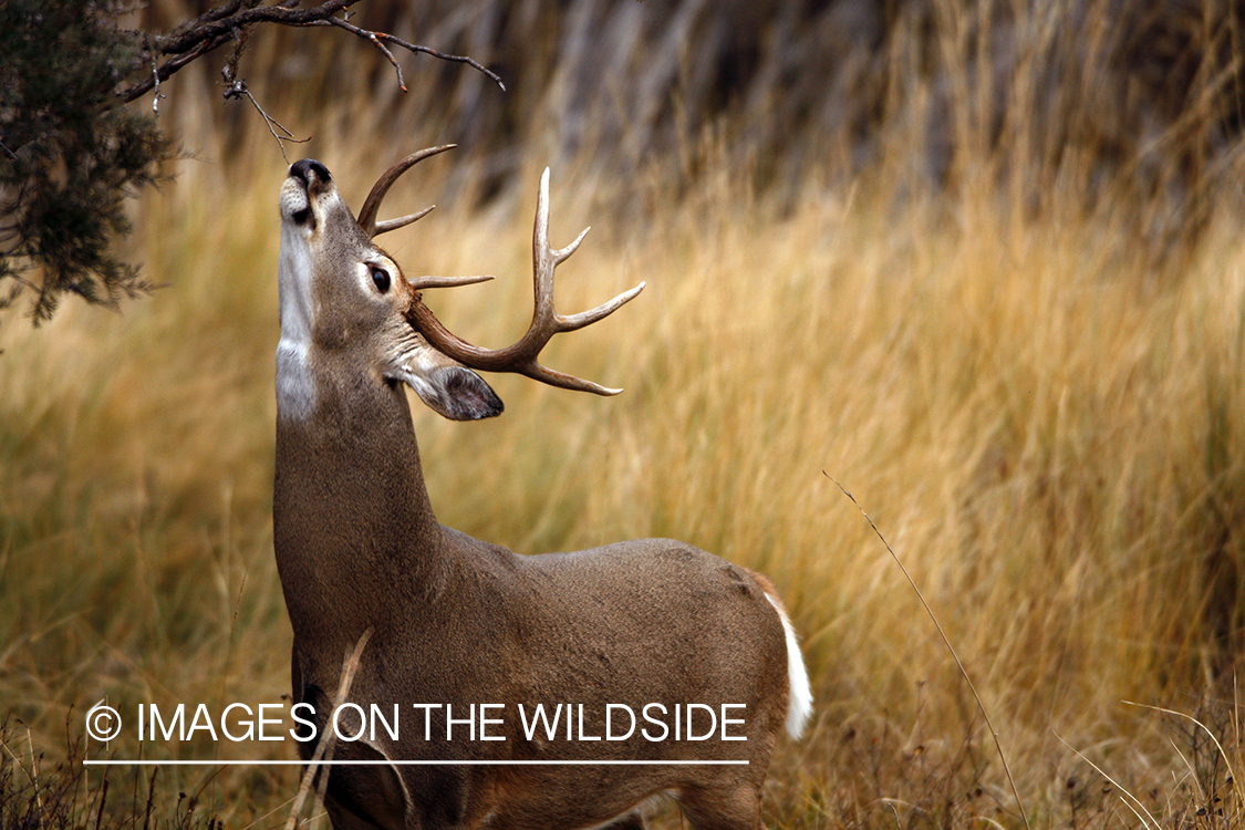 White-tailed deer in habitat