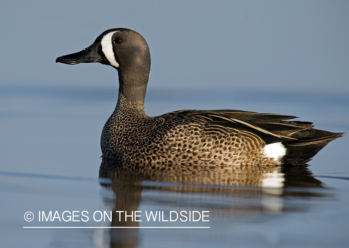 Blue-winged Teal on water.