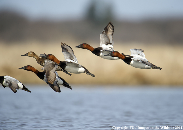 Canvasback flock in flight. 