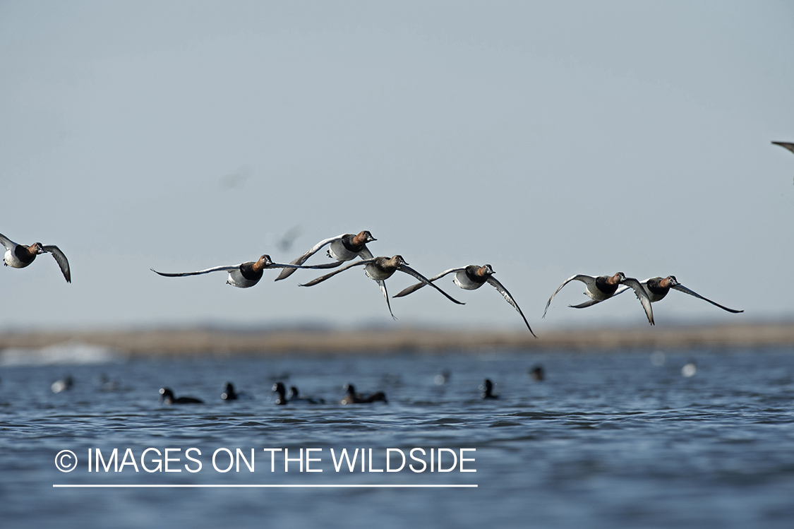 Canvasbacks in flight.