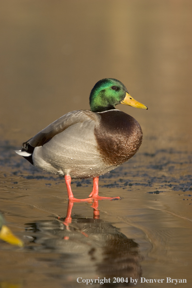 Mallard drake on ice.