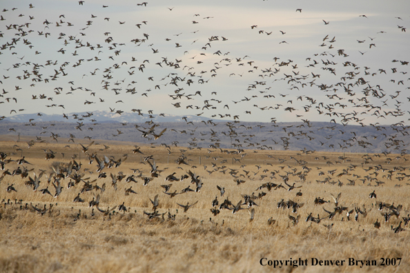 Mallard flock