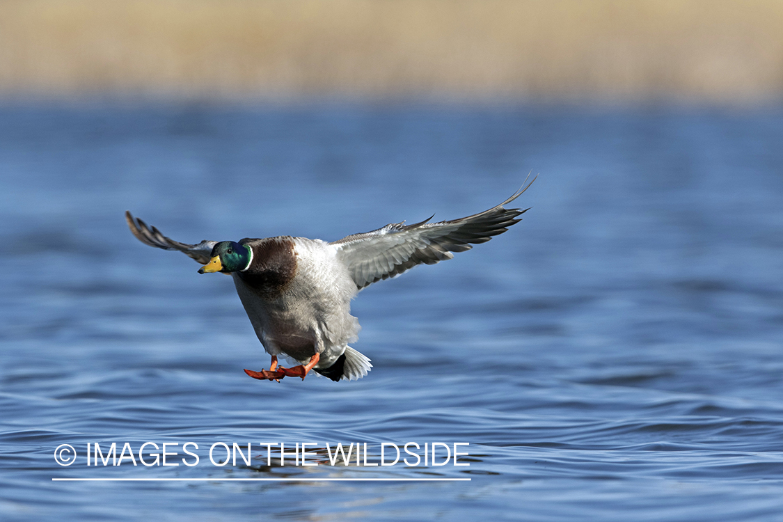 Mallard drake in flight.