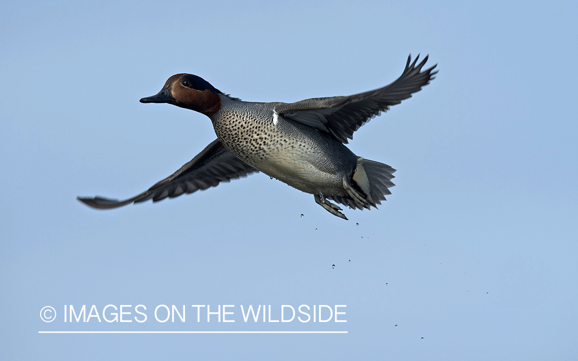 Green-winged Teal in flight.