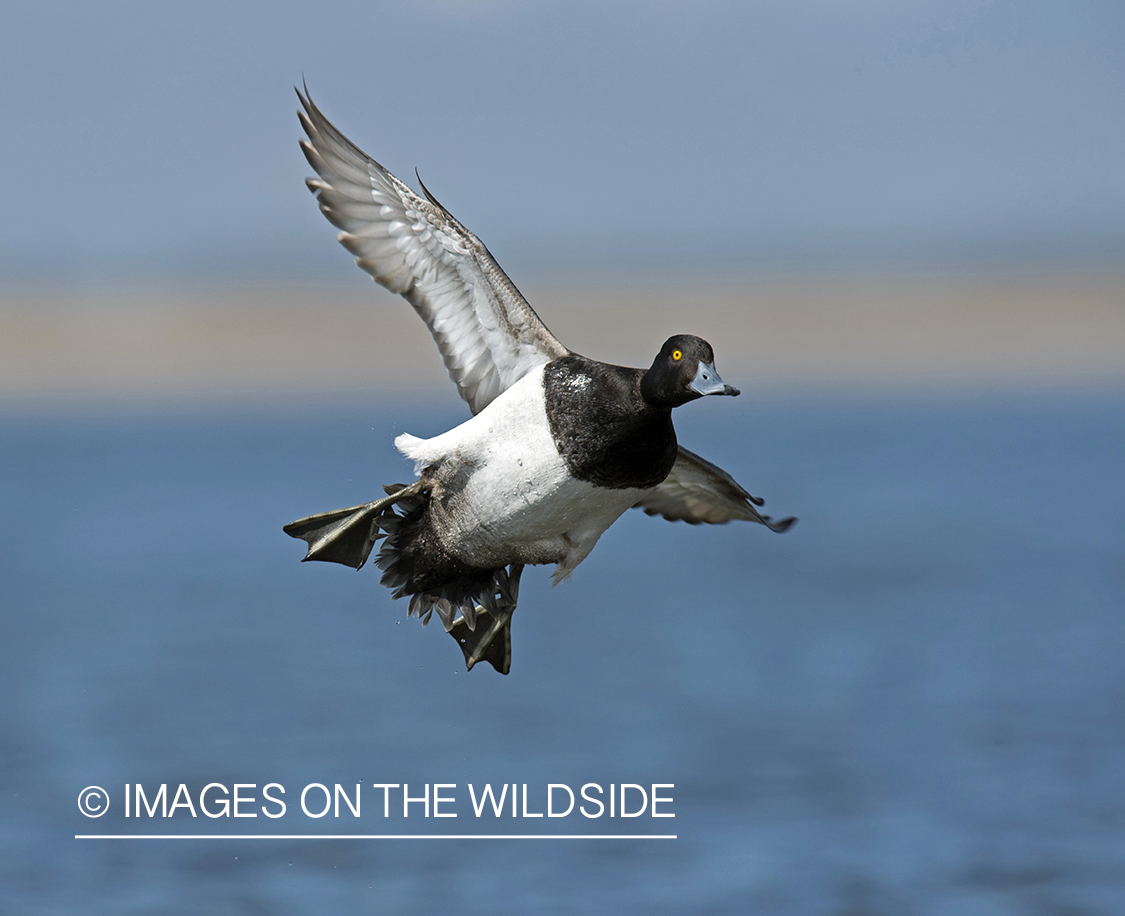 Lesser Scaup in flight.