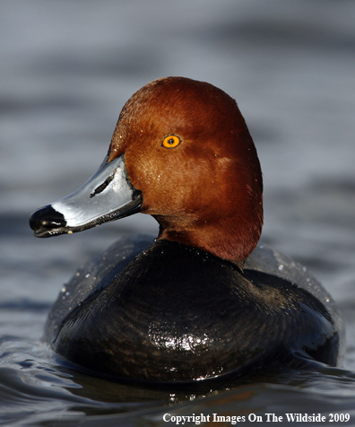 Redhead Drake