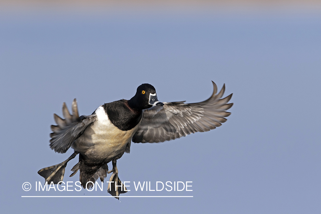 Ring-necked duck in flight.