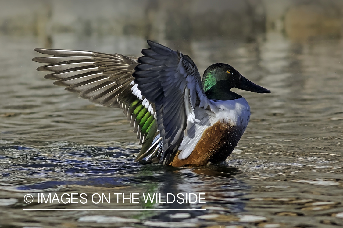 Shoveler on water.