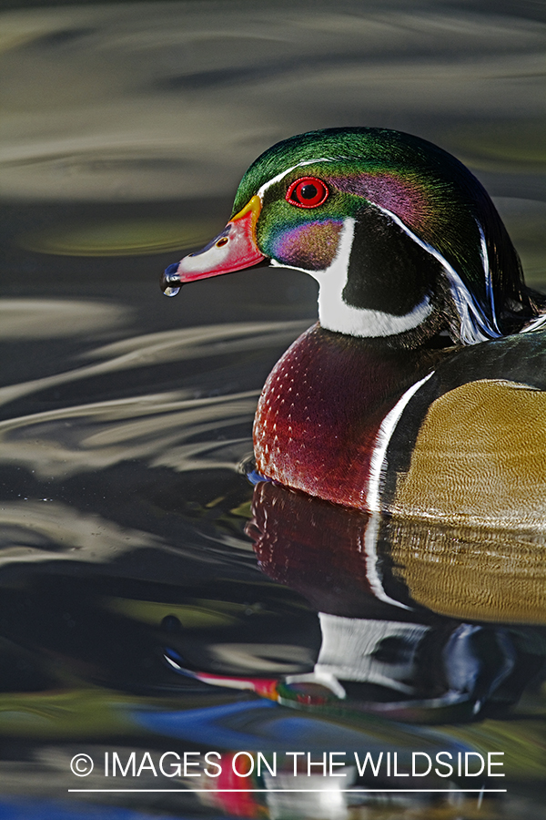 Wood Duck drake in habitat. 