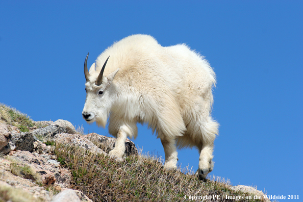 Mountian goat in habitat. 