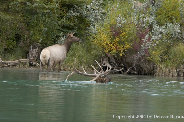 Rocky Mountain bull and cow elk crossing river.