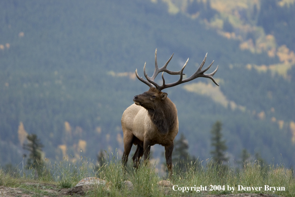 Rocky Mountain bull elk in habitat.