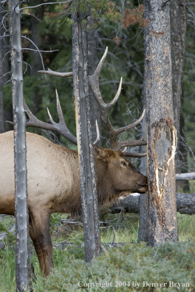 Rocky Mountain bull elk scraping tree.